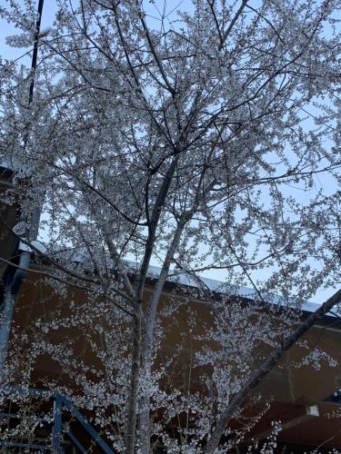a tree with snow on it in front of a building at Tianen Farm in Hualing