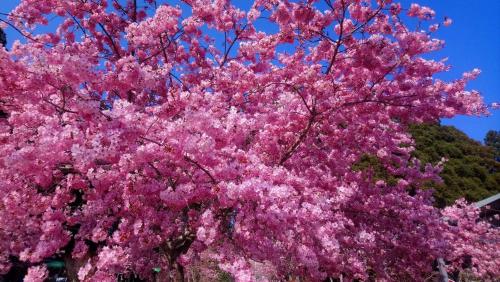 a tree with pink flowers in front of a blue sky at Tianen Farm in Hualing