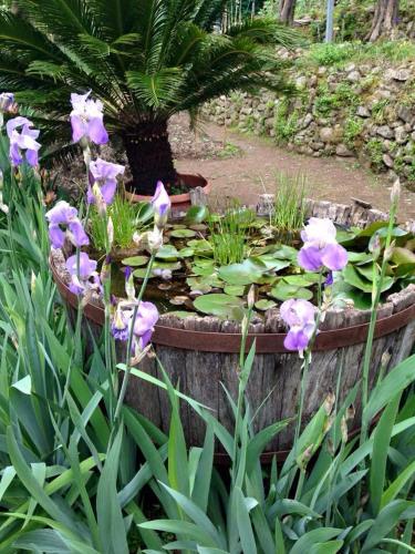 a garden with purple flowers and a pond at Residenza Buggiano Antica B&B - Charme Apartment in Tuscany in Borgo a Buggiano