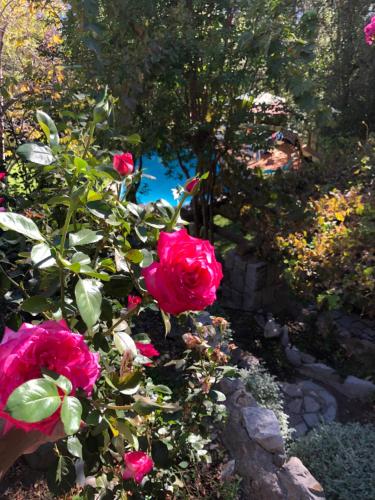 a group of pink roses in a garden at Casa de Montaña inmersa en Bosque Nativo in San José de Maipo