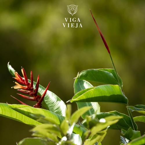 a plant with red flowers and green leaves at Cabañas en la montaña Viga Vieja in San Peregrino