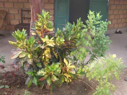 a group of plants in front of a building at Kansala Ta Toto in Kafountine