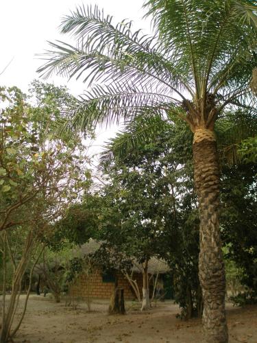 a palm tree in the middle of some trees at Kansala Ta Toto in Kafountine