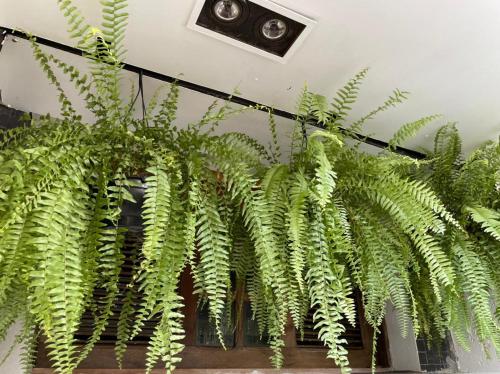 a plant with green leaves hanging from a wall at iHOSTEL ALDEOTA in Fortaleza