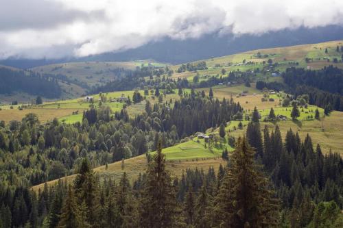 a view of a hillside with trees on it at Eco glamping - Carpathians. Retreat hub Dzin Space in Verkhovyna