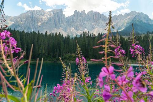 a view of a lake with mountains and purple flowers at Moseralm Dolomiti Spa Resort in Nova Levante