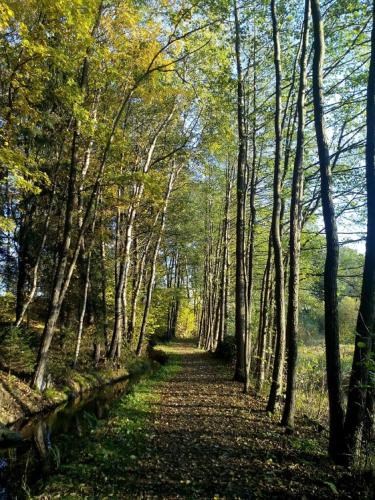 a path through a wooded area with trees at Gasthof Russenbräu in Tiefenbach