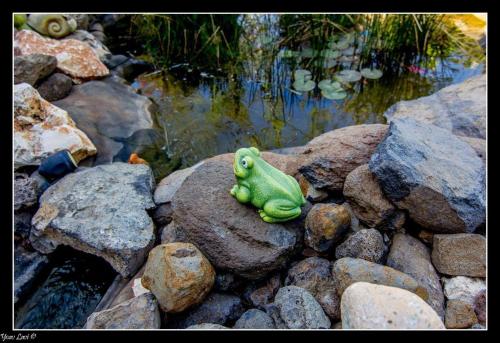 a frog sitting on some rocks next to a pond at Villa Romantica in Ani'am