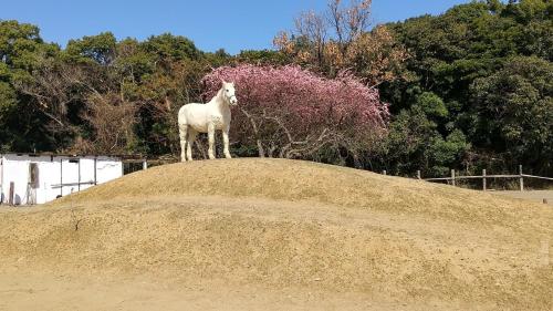 a white horse standing on top of a hill at 海辺のゲストハウスーぽかぽか村ー in Ise