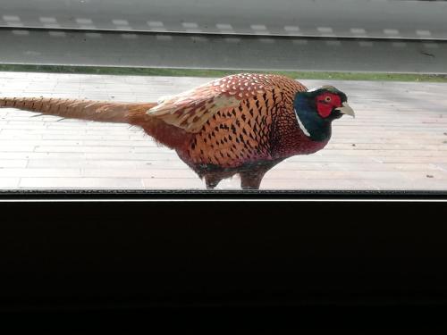 a peacock is standing in a window at Ediths Haus in Rhauderfehn