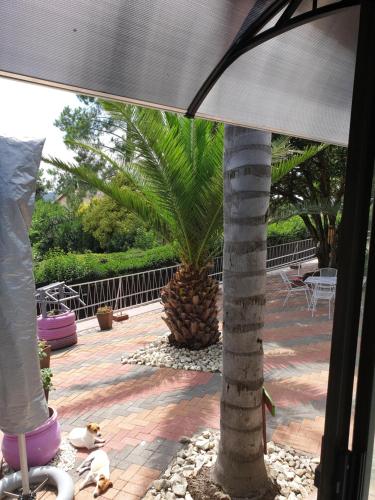 a palm tree sitting on a patio under an umbrella at The Haven: Make our Home your Home in Estcourt