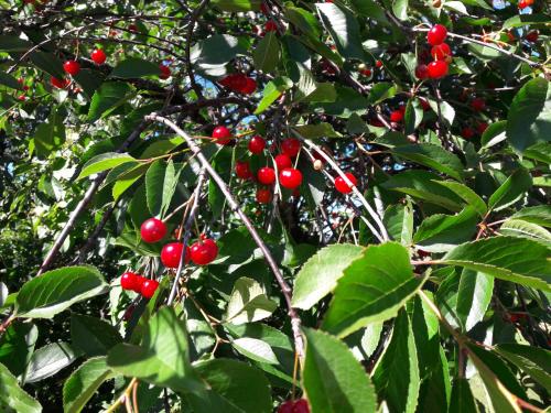 a bunch of red berries on a tree with leaves at Gårdslägenhet nära Göteborg in Alvhem