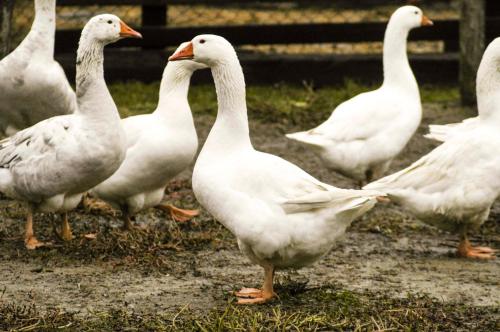 a group of white ducks standing on the ground at Agriturismo Arte Contadina in Fiorenzuola dʼArda