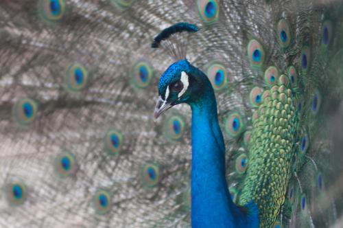 a peacock with its colorful feathers on its back at Agriturismo Arte Contadina in Fiorenzuola dʼArda