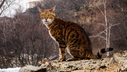 Ospiti di Dobri Dom con animali domestici