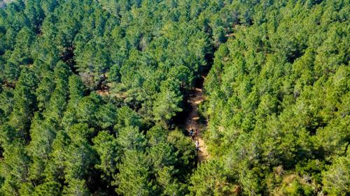 an aerial view of a forest of trees at Sahil Kamp İstanbul Hotel in Sile