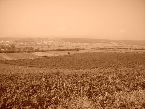 a black and white photo of a field of crops at Casa Domeniile Vinului in Aiud
