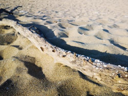 Fotografie z fotogalerie ubytování Weißer Schwan Белият лебед v destinaci Škorpilovci