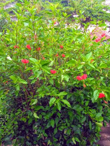 a bush with red flowers in a garden at Chalé na Praia da Tiririca in Itacaré
