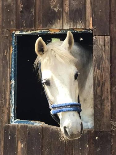 a white horse looking out of a wooden window at Agroturystyka Pod Świerkiem in Srebrna Góra