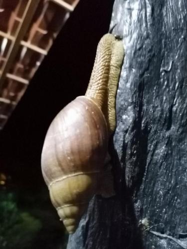 Fotografie z fotogalerie ubytování La Ceiba Tree Lodge v destinaci Tilarán