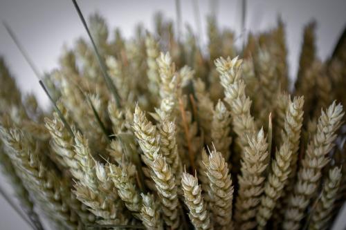 a group of wheat ears in a glass container at Résidence U Manellu in Santa-Reparata-di-Balagna