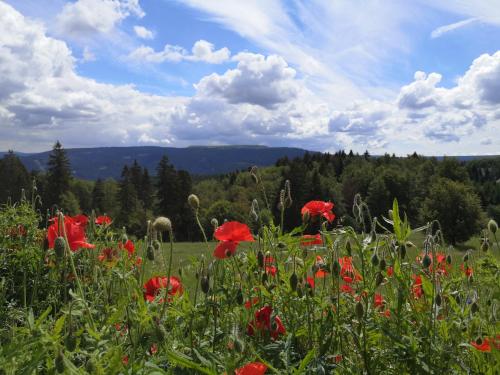 un campo de flores rojas en un campo verde en Hotel Schöne Aussicht, en Masserberg
