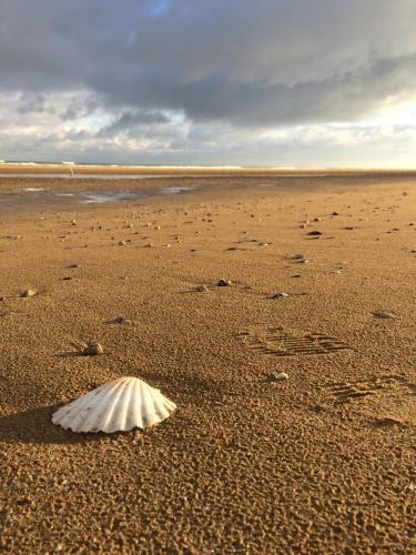 a white shell on a sandy beach with the ocean at Maison 2 chambres avec espace extérieur privé et petit-déjeuner en supplément - fait-maison et produits locaux in Vierville-sur-Mer