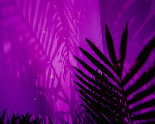 a purple wall with a plant in front of it at Object Hotel 1BR Room 3E in Bisbee