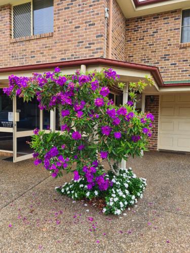 トゥーンバにあるCountry Gardens Motor Innの紫白の花束