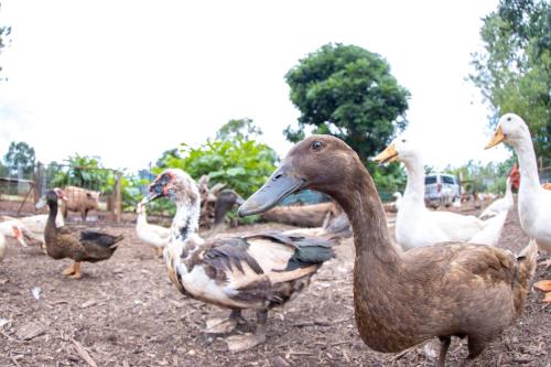 a group of ducks standing in a field at Batchelor Butterfly Farm in Batchelor