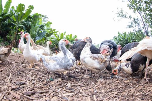 a group of chickens standing in a field at Batchelor Butterfly Farm in Batchelor