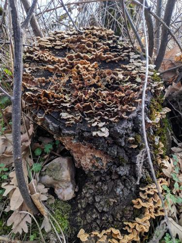 a group of mushrooms on a tree stump at Casa Rural Fuente del Arca Montejo in Montejo de la Sierra