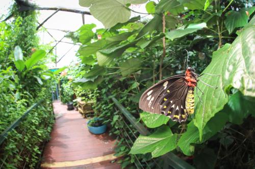 a butterfly sitting on a leaf in a greenhouse at Batchelor Butterfly Farm in Batchelor