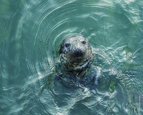a seal is swimming in the water at Corniche I 40 M2 - 40 M de l'eau et plages ! AU CALME wir sprechen flieBen deutsch, we speak English in Concarneau