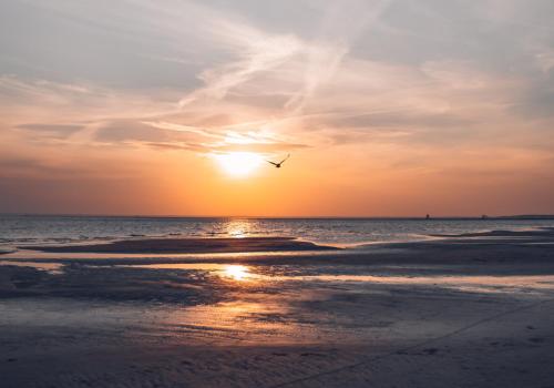 a bird flying over the beach at sunset at Hedon Spa & Hotel in Pärnu