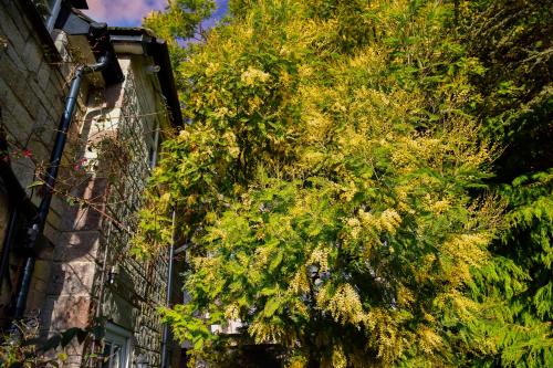 Zahrada ubytování Ward Avenue B&B