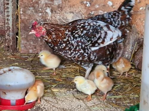 a chicken is standing in a nest with chicks at HOTEL MASIA EL MOLINETE in Mora de Rubielos
