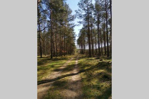 a dirt road in a forest with trees at Biała Dom z widokiem in Biala
