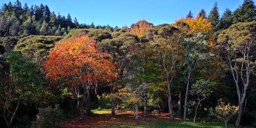 a group of trees with autumn colours on a hill at Road Sun Tourist Lodge in Dunedin