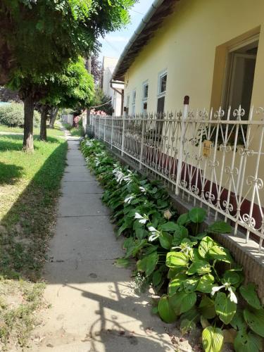 einen Bürgersteig neben einem Haus mit weißen Blumen in der Unterkunft Marika vendégház in Abádszalók