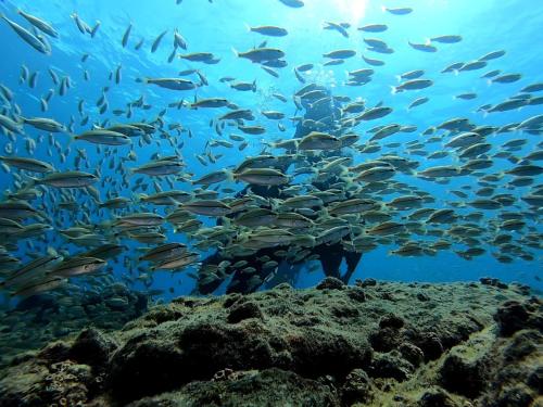 a man standing under a school of fish in the ocean at Fauna in Praia do Bananal