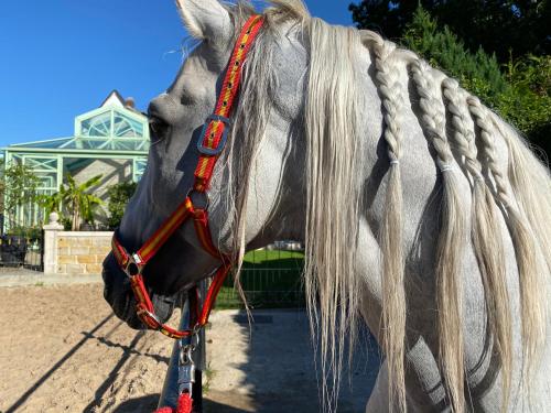a white horse with a longtail tied to a fence at Wilsmann Apartmentvermietung in Hövelhof