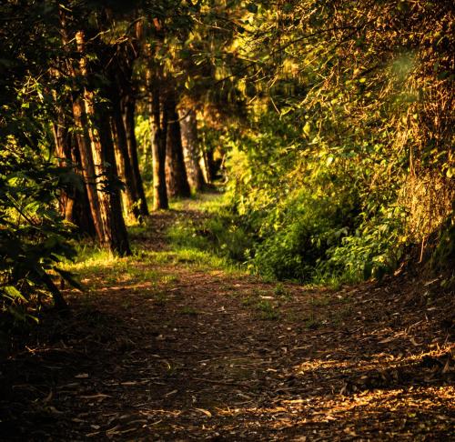 a path through a forest with trees on either side at Hacienda Jimenita Wildlife Reserve in Puembo