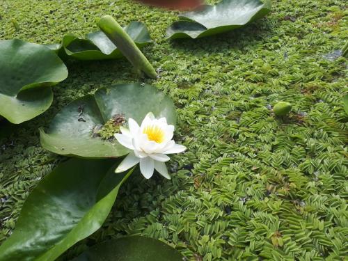 Taman di luar Pensiunea Clisciova