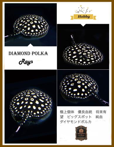 a collage of four pictures of a mushroom at Nakagawa's Cozy House in Sakai