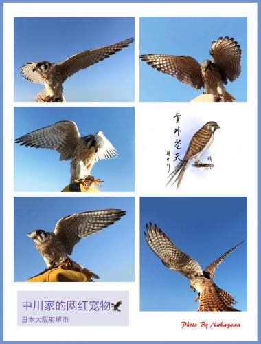 a collage of pictures of a bird in flight at Nakagawa's Cozy House in Sakai