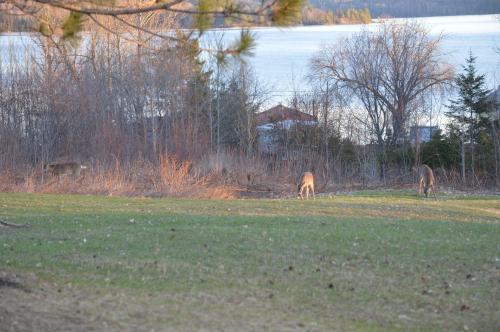Pinewood Inn – Photos 3