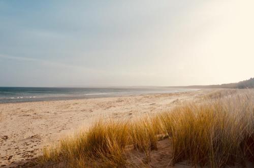 a sandy beach with tall grass and the ocean at Meerforelle 207 - Villa Seeblick in Sassnitz