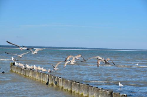 a flock of birds flying over a pier in the water at Meerforelle 207 - Villa Seeblick in Sassnitz